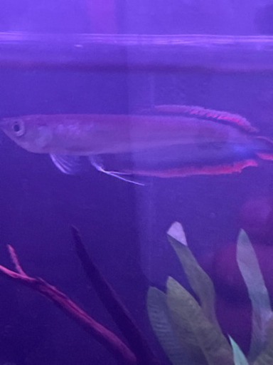 ブラックアロワナ　約15cm