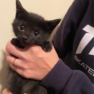 8月12日産まれ　オス仔猫。里親様決まりました
