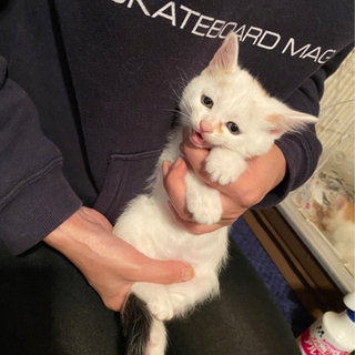 8月12日産まれ仔猫