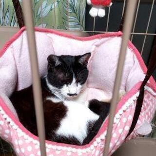 ハチワレ♂ 子猫 小さくて可愛いです。(=^・^=)