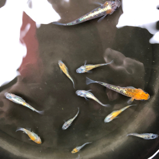 メダカ　めだか🐟　オーロラ黄ラメの画像