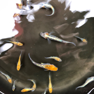 メダカ　めだか🐟　オーロラ黄ラメの画像