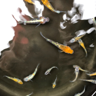 メダカ　めだか🐟　オーロラ黄ラメの画像