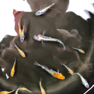 メダカ　めだか🐟　オーロラ黄ラメの画像