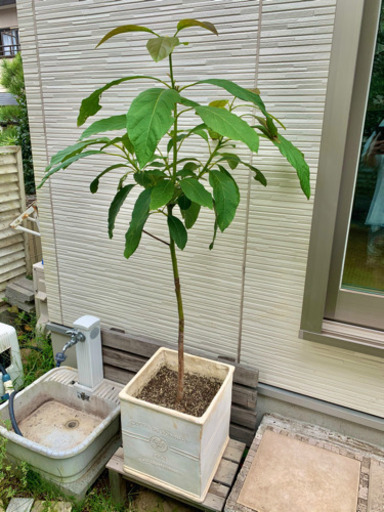アボカド　グラスファイバー鉢付き