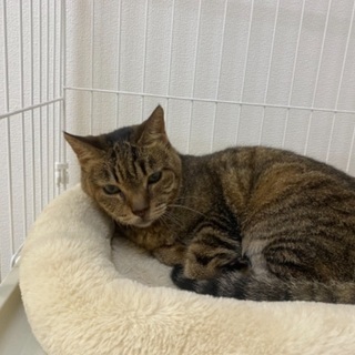  キジトラ メス推定10歳 避妊済み - 猫
