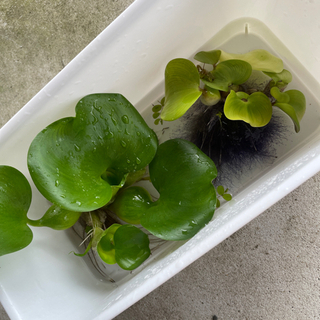 メダカ ほていそう ホテイ草 水草 浮草