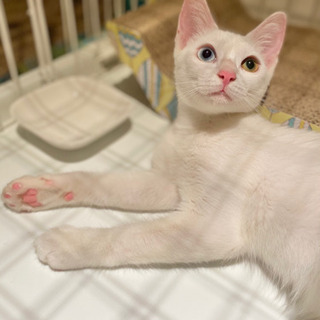ずっとのお家が決まりました❣️だいず♀ オッドアイ　白猫　推定4...