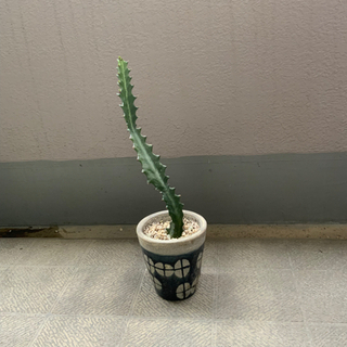 ユーフォルビア　ラクテア