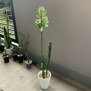 ユーフォルビア　彩雲角