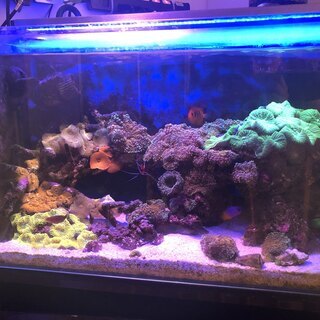 海水魚水槽一式（海水魚・サンゴ含む）