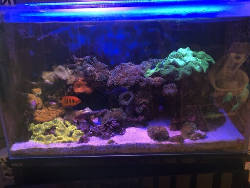 海水魚水槽一式（海水魚・サンゴ含む）