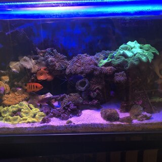 海水魚水槽一式（海水魚・サンゴ含む）の画像