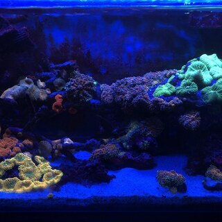 海水魚水槽一式（海水魚・サンゴ含む）の画像