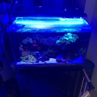海水魚水槽一式（海水魚・サンゴ含む）の画像