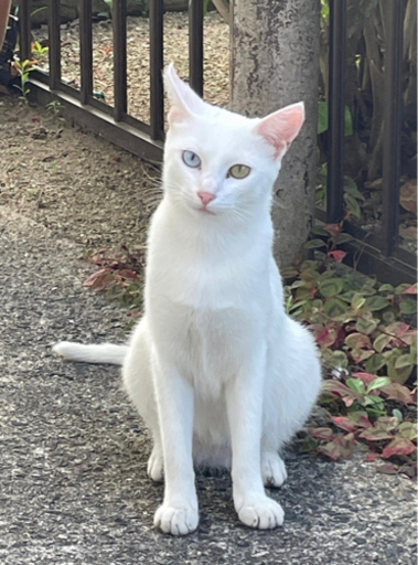 急募！幸運のオッドアイ白猫のメス♀✨1歳3ヶ月✨ (kurumi) 豊前川崎