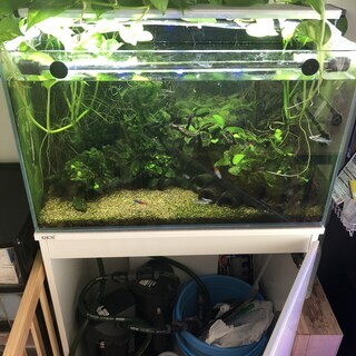 熱帯魚水槽一式（水槽・器具・生体）
