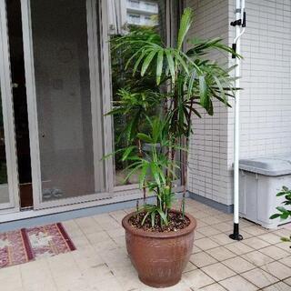 観音竹