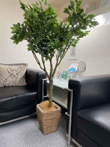 【最終値下】【引取限定】造花の観葉植物 （オフィスなど）