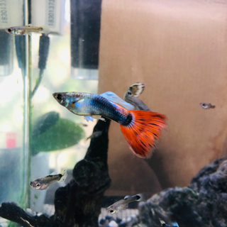 魚 グッピー