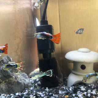 魚 グッピーの画像