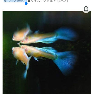 【購入者決定】グッピー稚魚☆国産RREAアクアマリンネオンテール...