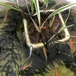 メダカ・エビ・水草セット