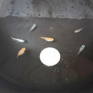 決まりました。ダルマ体型メダカ６匹の画像