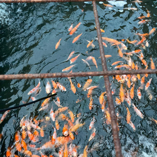 錦鯉稚魚【受け渡し予定者決まりました】