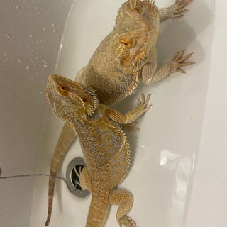 フトアゴヒゲトカゲ　2匹一緒に☆