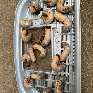 カブトムシの幼虫