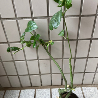 パッションフルーツ苗