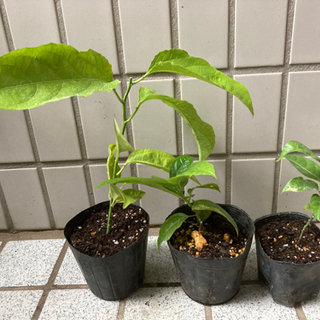 パッションフルーツ実生苗
