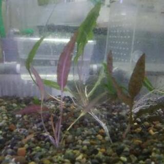 水草　無料　9月　第3弾の画像