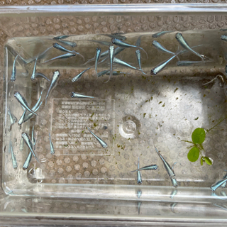 幹之フルボディ