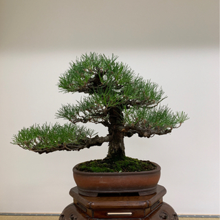 黒松盆栽　中品　樹齢40年以上