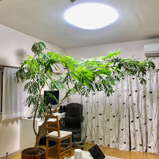 エバーフレッシュ(観葉植物)
