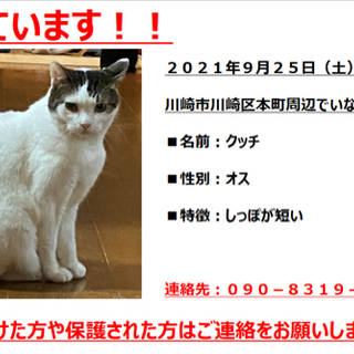 飼い猫を探してます。