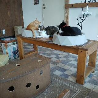 猫カフェに一緒に行きませんか😃