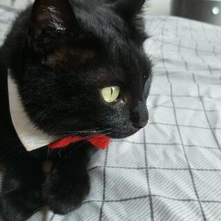 猫カフェに一緒に行きませんか😃 - 米子市