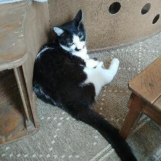 猫カフェに一緒に行きませんか😃 − 鳥取県