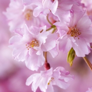 🌈🌸社会人限定サークル🌸🌈