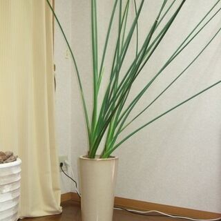 ★ノンリーフ／ユンケア／ストレリチア★株分け可能時期（現在2株に成長）