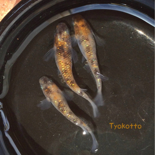 終了⭐️三色ラメ幹之　灯系⭐️  3ペア＋おまけ1匹　7匹の画像