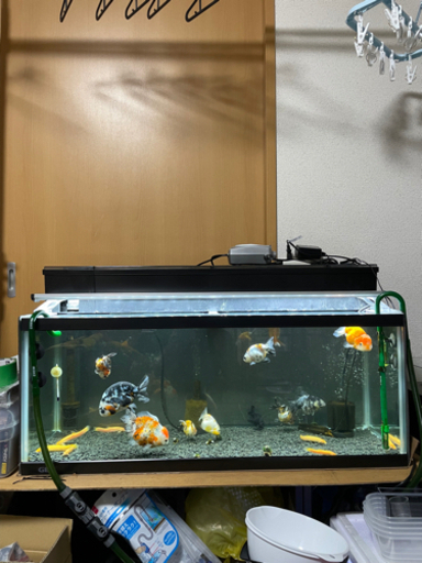 金魚全部＋水槽＋上部濾過＋LEDライト