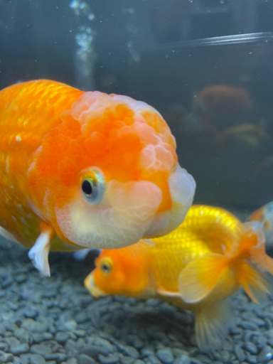 金魚全部＋水槽＋上部濾過＋LEDライト　