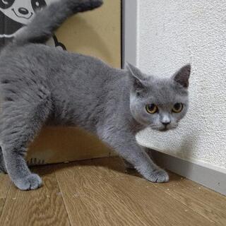 のんびり屋さんなブリティッシュショートヘアです里親さん決まりました