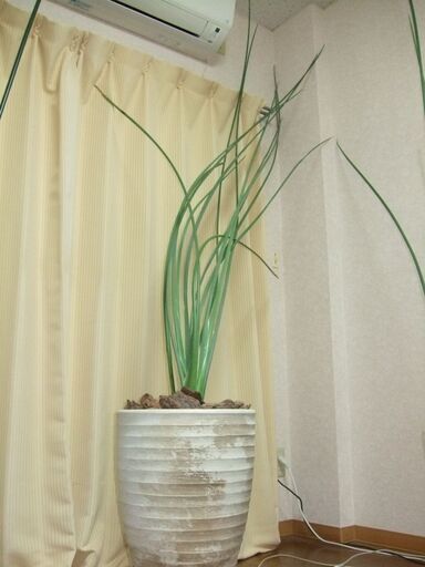 ★ノンリーフ／ユンケア／ストレリチア★訳あり★No.2