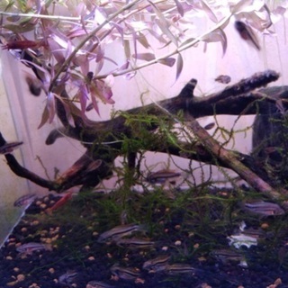 アピストグラマ カカトゥオイデス ダブルレッドの稚魚1匹100円