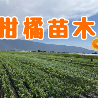 くだもの苗木の出荷作業、生産業